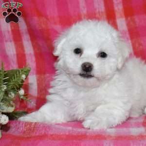 Winston (Tiny), Bichon Frise Puppy